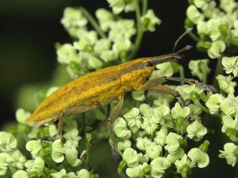 Lixus (Eulixus) iridis Olivier, 1807